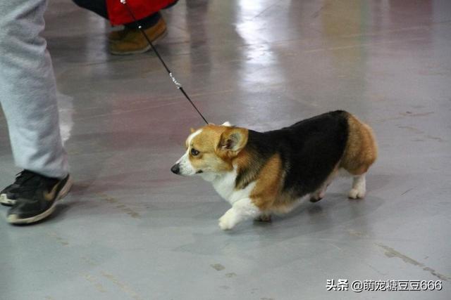 柯基幼犬浑身发软:我家柯基犬感冒了怎么治？