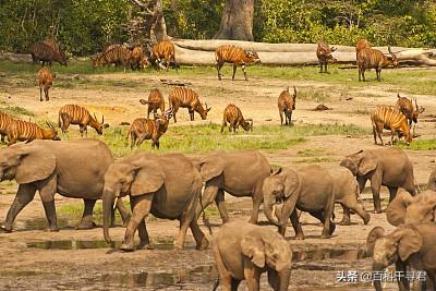 科学家发现地球最小爬行动物:世界上最小的大象是什么？