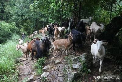 章鱼栖息习性是啥样的，山羊有哪些生活习性怎样利用这些习性养好山羊