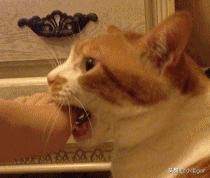 小孩狂犬病的早期症状:小孩被家猫咬到手需要打疫苗吗？ 小孩狂犬病的早期症状有哪些