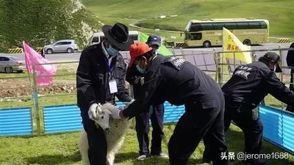 肌肉注射定位:为何猪打针扎猪脖子位置？而不是扎猪屁股？