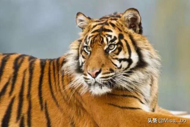 克罗斯河大猩猩:你觉得世界上最珍贵的动物是什么
