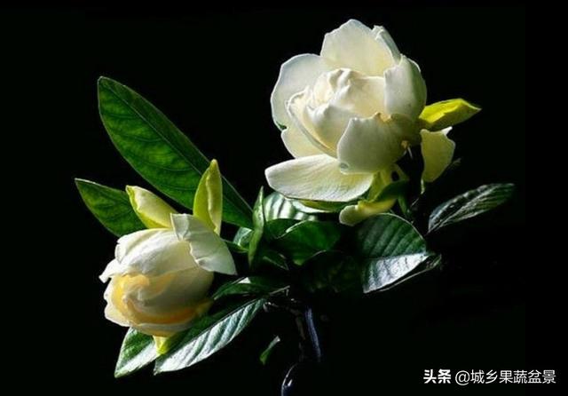 种的栀子花黄叶,卷边不开花,该如何处理？