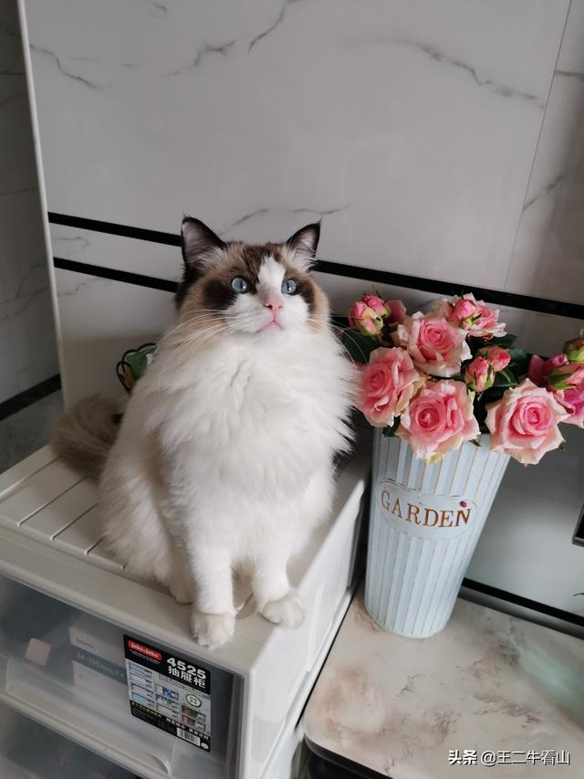 布偶猫吧的人有病:布偶猫过于黏人是怎样的体验？