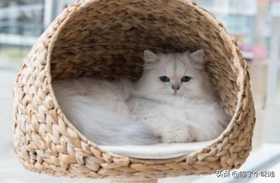 缅因猫什么时候开始长个子:养一只缅因猫是什么体验？