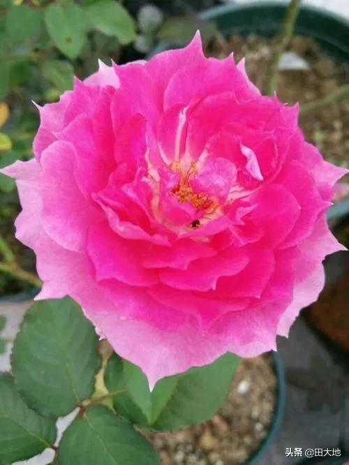四季常开花卉有哪些？