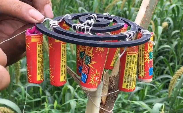 鸟网首页:玉米种植有哪些防鸟啄玉米芽的好办法？