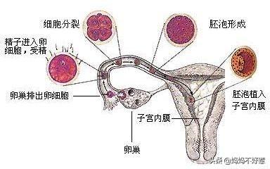 怎样才能怀孕？