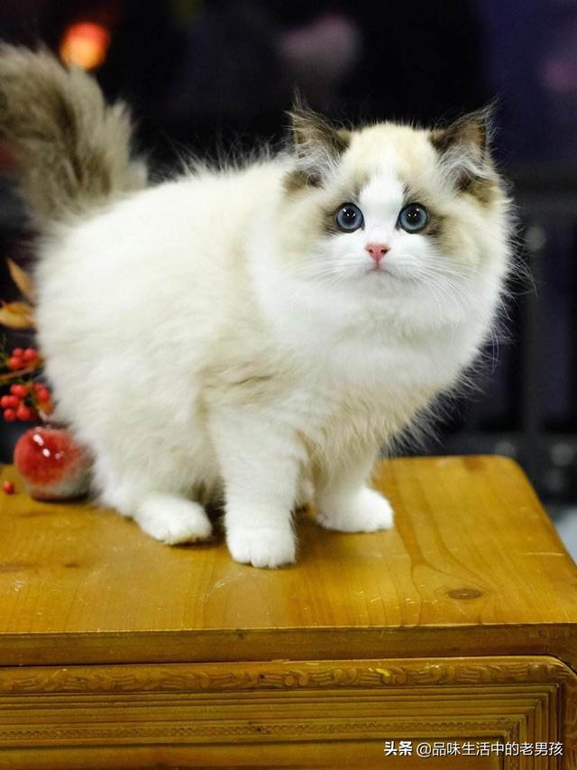 嘉兴布偶猫园:第一次养猫养起司还是布偶？