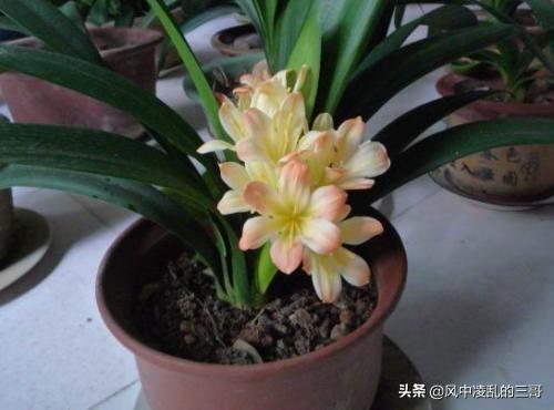 办公室君子兰开花有什么兆头:君子兰有了箭道多久开花？