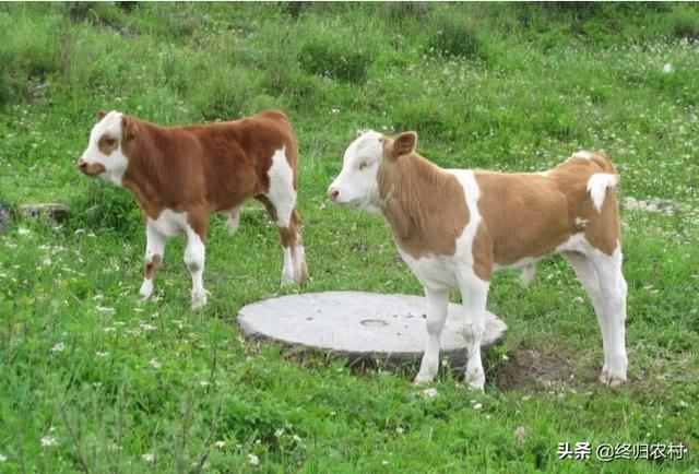 沙皮犬 奶牛场小公牛:买牛可分期付款，免费运输，真的吗？ 沙皮犬的体重和性格