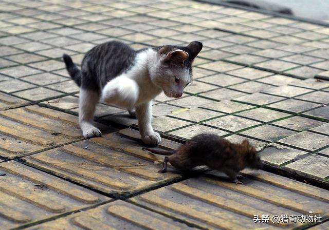 消灭老鼠的鸟类有哪些:什么动物可以让老鼠无影无踪？ 鸟类捕捉老鼠最厉害的