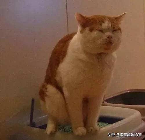 母猫绝育后大小便去猫砂盆吗:母猫做完绝育手术总是待在猫砂盆 怎么改正绝育猫咪的尿床问题？