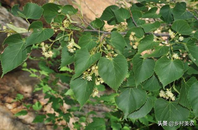 桢楠树是国家保护树:润楠树怕冻吗？种植需要注意什么？