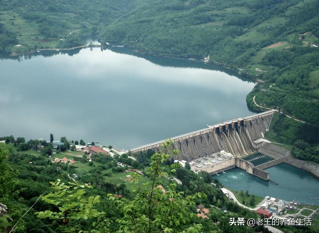 北方的淡水鱼种类及其价格:淡水鱼价格“涨势汹汹”为哪般？