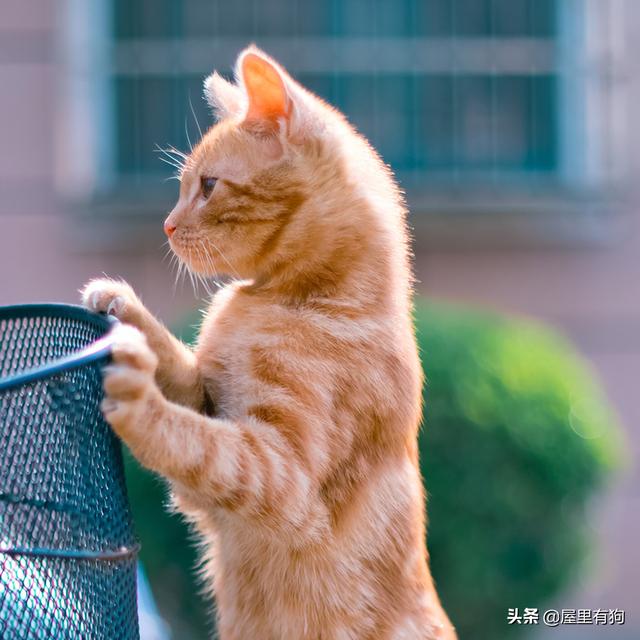 猫猫天天叼鱼:猫最喜欢吃鱼和老鼠是天性吗？