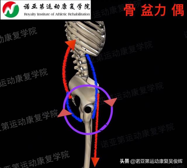 骨盆前倾练什么健身器械？