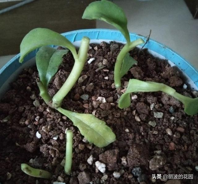 长寿花有毒吗:网上买的长寿花小苗叶子不是绿色的，嫩白嫩白，能养活吗？