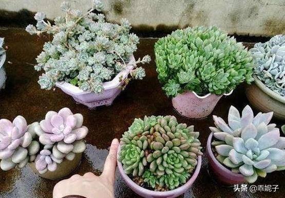 狗牙雨:花草长时间淋雨会不会导致盆内植料过湿而烂根？