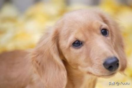 怎么训练狗大小便啊:怎样训练狗狗在外面大小便？
