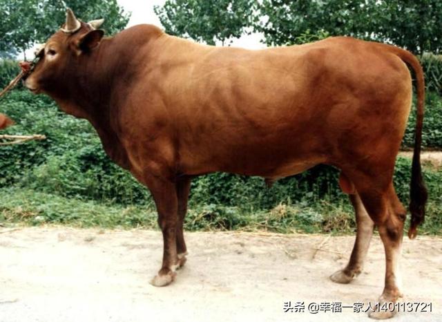 农村养牛技术视频:现在农村养牛赚钱吗？怎么养？
