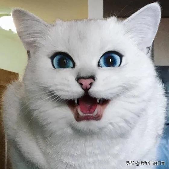 银点小猫眼睛颜色就是蓝色的吗？