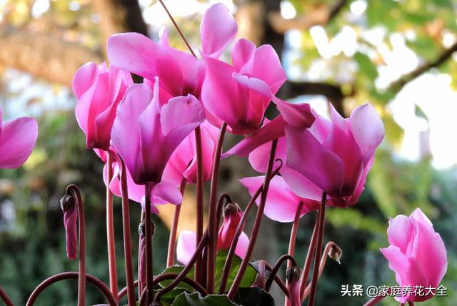 仙客来图片大全大图:仙客来只开了一年花，以后几年只长叶子不开花，是怎么回事？