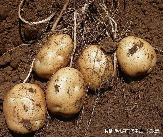 头条问答 枯草芽孢杆菌能给马铃薯拌种吗(5个回答)