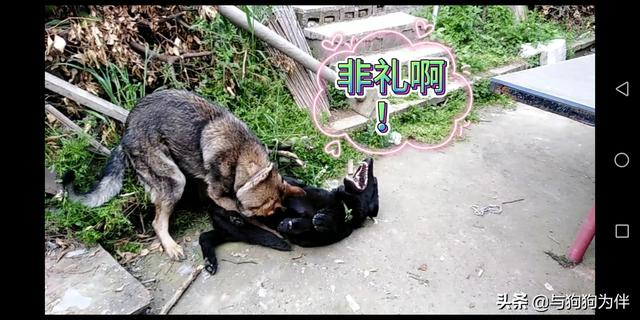 hashiqi壁纸:哈士奇有尿频尿急的情况，有什么办法对付吗？