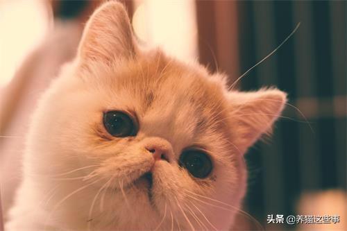 猫咪尿频:小猫突然开始乱撒尿？原来很乖的就最近开始！怎么办？