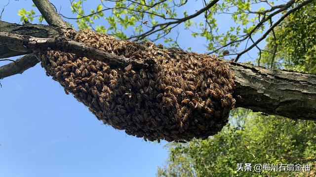 蜜蜂的生活习性:你养过蜜蜂吗？你觉得蜜蜂好养吗？