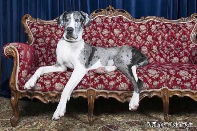 最大的狗是什么狗？