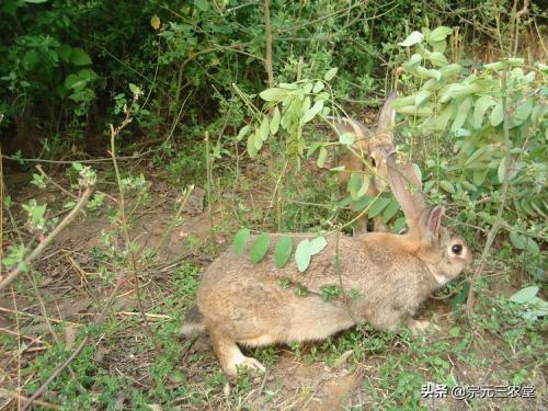 夜间细犬撵兔视频:夜间格力犬撵兔视频 ​过去的农村，野兔在山上到处跑，如今却几乎见不到了，为啥？