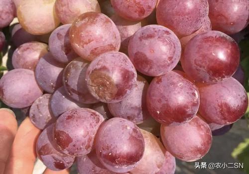 络氨铜治疗软腐病:芹菜腐烂怎么办？打什么药效果好？