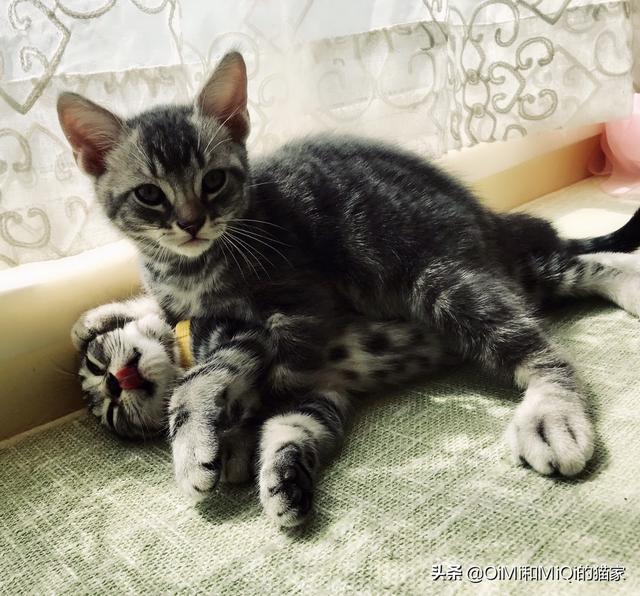 两只超萌猫咪图片:同时养两只猫是种什么体验？