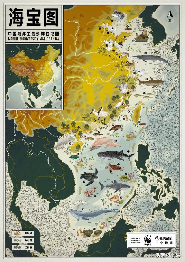 我国的近海可能有鲨鱼吗 牧海的回答 头条问答