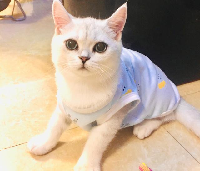短尾猫能不能养:短毛猫要怎么养？因为我是第一次养猫，所以不是很清楚？