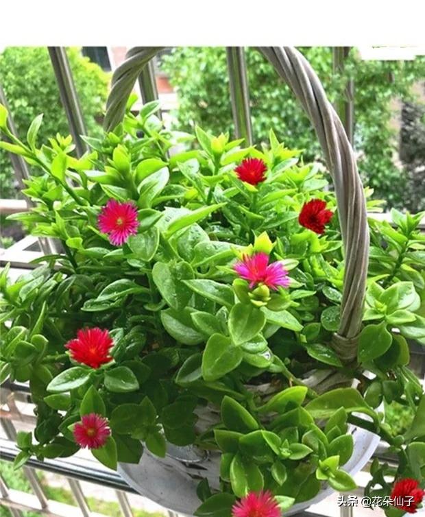 头条问答 为什么有些人不养牡丹吊兰这种花 花仙子手势舞815的回答 0赞