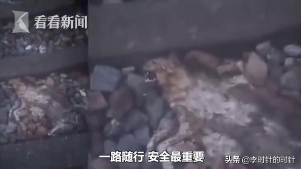 男子当女儿面摔狗事件:如何评价南京摔狗事件？如果遇到网络暴力，你该怎么办？