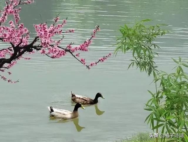 古人歌颂春天的诗句有哪些推荐呢？欢迎回答哦？