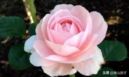 花叶万年青 有毒:什么植物晚上不能放卧室？绿萝可以放吗？