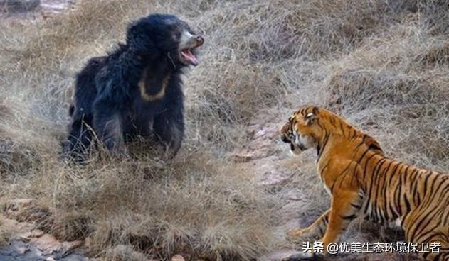 乌苏里蝮幼崽:在山上碰到野猪以后，如何应对，才能够保全自己？