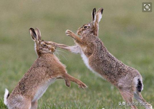 猎兔犬追击野兔视频:如果野兔出现泛滥迹象，应该怎么正确处理？
