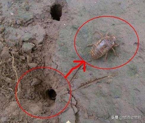 新几内亚歌唱犬灭绝了吗:强悍的雅利安人摧毁了三大文明古国，为何单单在中国折戟沉沙？