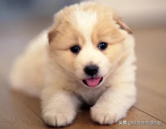 世界上最悲伤的狗去处:茶饭不思还患上抑郁，面对爱犬过世，我们该如何调节情绪？