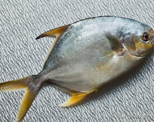 灰色的海鱼有哪些:可食用海鱼的种类和简介？