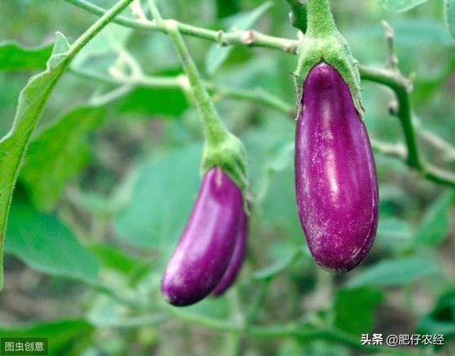 头条问答 农村种植茄子变白的原因是什么 它的防治方法有哪些 9个回答