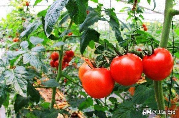 番茄什么时候需要叶面追肥？叶面追肥对番茄有什么影响？