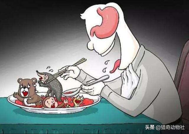 除了人类,谁还知道蝙蝠的天敌是谁？求科普介绍下相关知识？