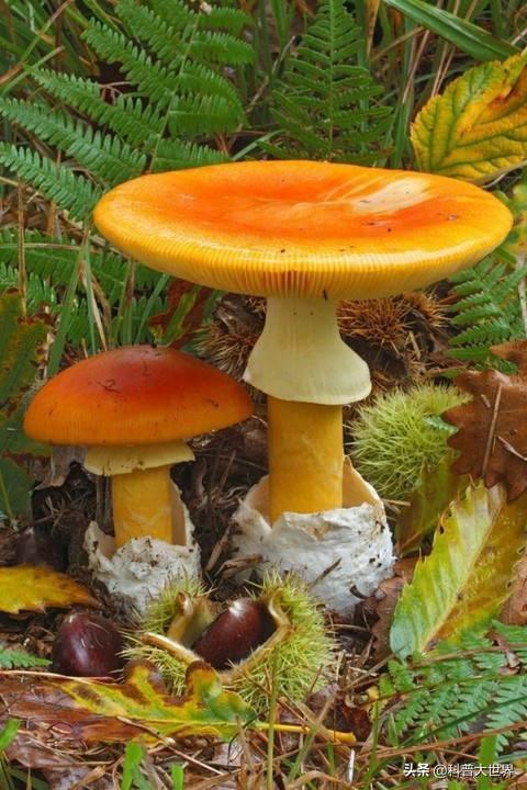 如何辨别有毒的蘑菇，到了吃蘑菇的季节了，野生蘑菇怎样判断是否有毒